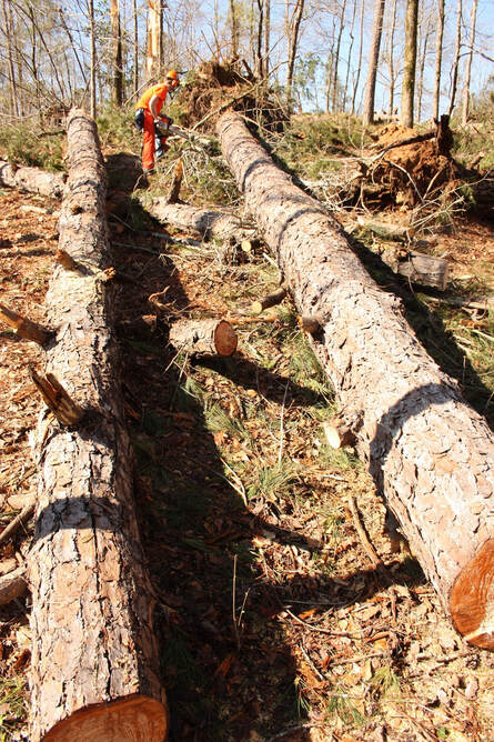tree lopping in Kallangur and surrounding suburbs