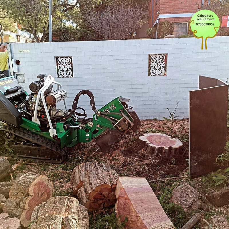 tree stump removal in Bald Hills and surrounding suburbs