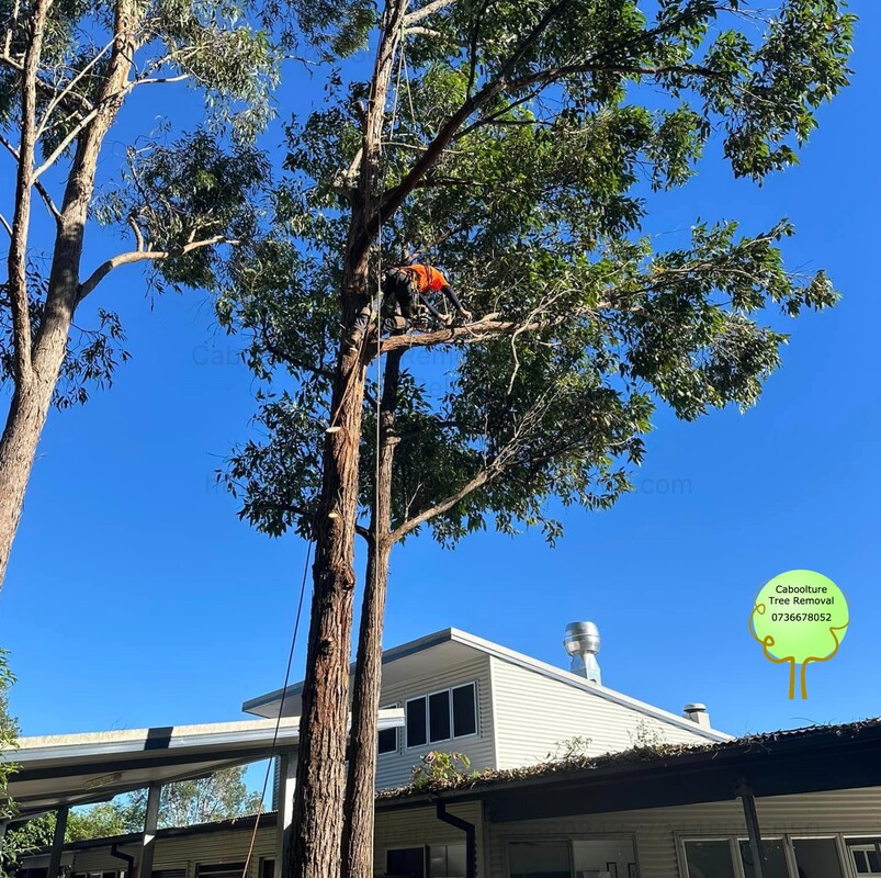 tree lopping in Scarborough area Brisbane